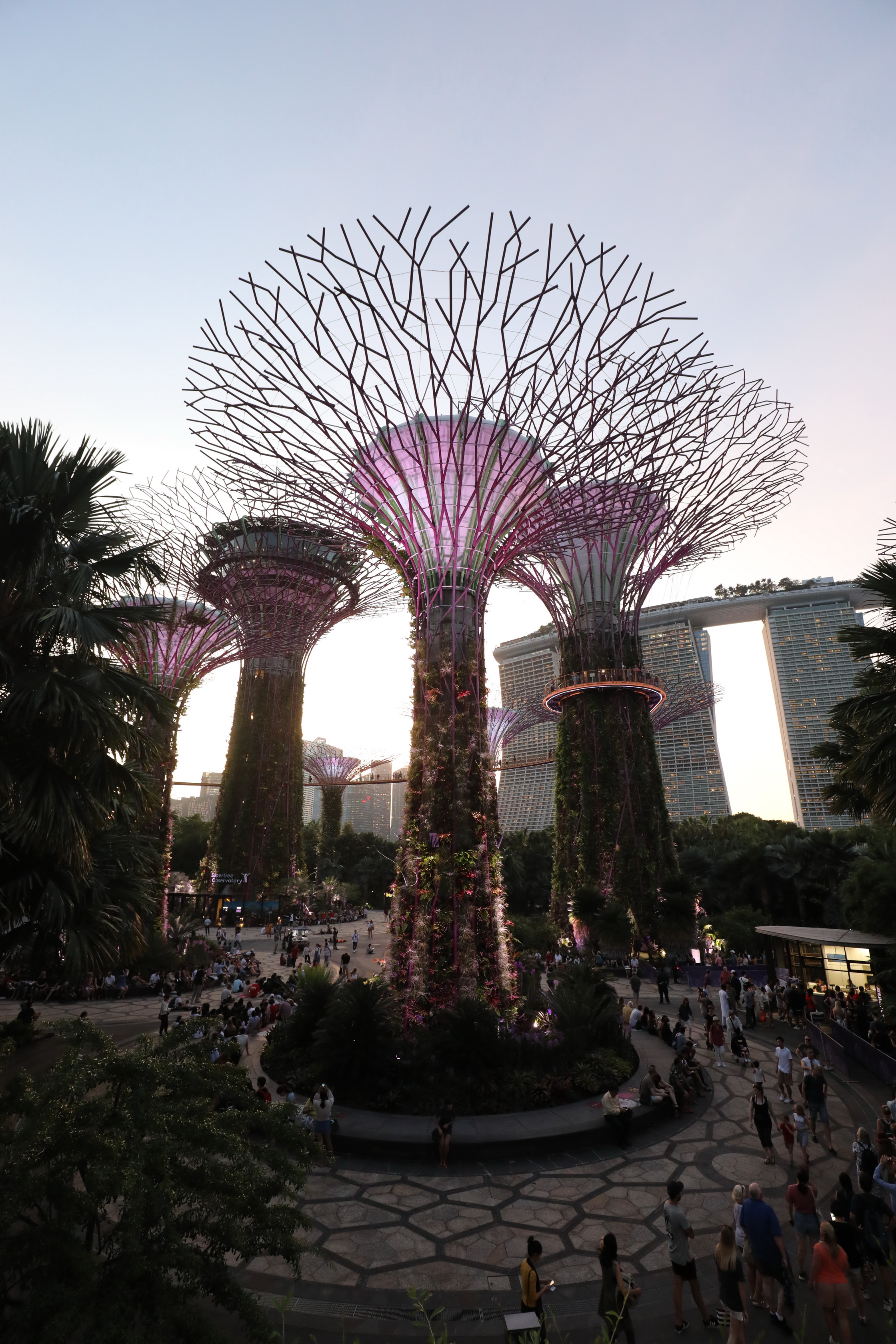 Supertree Grove @  Gardens by the Bay